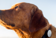 'Whistle' tracks your dog's activity, senses danger before you do | Digital Trends