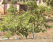 Cashew Project - The Trivedi Effect Impact on Cashew Nut Trees