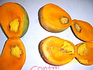 Mango Fruit Production - Impact of The Trivedi Effect