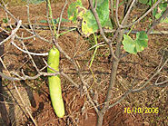 Biofield Impact of Bottle Gourd Plant & Crop