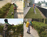 Green Star Delhi's Best Landscaping Company