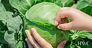 Impressive Health Benefits of Cabbage: A Nutrient-Packed Superfood