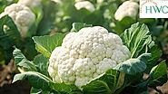 Health Benefits and Nutritional Value of Cauliflower