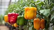 Bell Pepper Health Benefits: Adding Color and Nutrition to Your Plate