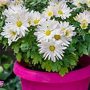 Buy Flowering Plants Names online from Nurserylive at lowest price.