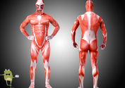 Attack on Titan Colossal Titan Cosplay Body Suit Costume