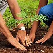 Tree Plantation on Occasion – Grow Billion Trees