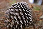 Making money at home with Pine Cone surveys