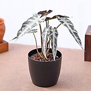 Buy Alocasia Plants online from Nurserylive at lowest price.