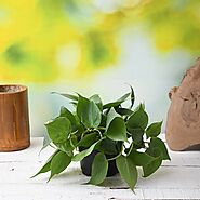 Buy Vines online from Nurserylive at lowest price.