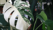 Monstera Albo- How to Grow and Take Care- Torquespot.com