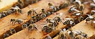 Unraveling the World of Apiculture (BeeKeeping): History, Methods, Costs, and Profits | FarmNTrade