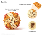 What are proteins and what do they do? - Genetics Home Reference