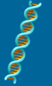 A Science Odyssey: You Try It: DNA Workshop Activity