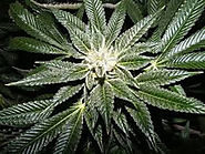 Online ultimate feminized cannabis seeds
