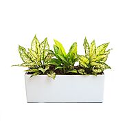 Air Purifier Office Plants – Gulshan Facility Services