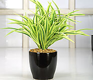 Artificial Decorat Plants – Gulshan Facility Services