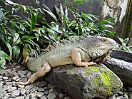Bali Reptile Park