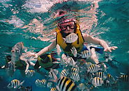 Guided Snorkelling Excursions