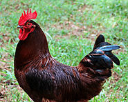 The Reliable Rhode Island Red: