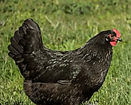 The Gentle Giant: The Australorp