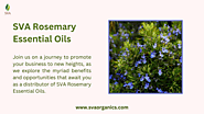 SVA Rosemary Essential Oils