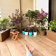 Buy Balcony Garden online from Nurserylive at lowest price.