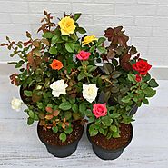 Buy Rose Color online from Nurserylive at lowest price.