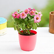 Buy Zinnia Plants online from Nurserylive at lowest price.