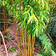 Buy Yellow Bamboo - Plant online from Nurserylive at lowest price.