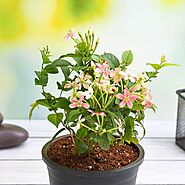 Buy Madhumalti Dwarf, Rangoon Creeper - Plant online from Nurserylive at lowest price.