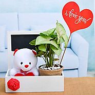 Buy Plant Gifts for Your Love online from Nurserylive at lowest price.