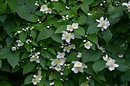 Top 10 Jasmine Plants to Give Your Garden A Glow-up | Nurserylive