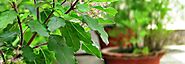 Did you know there are 4 type of Tulsi in India? | Nurserylive