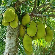 Buy Jack Fruit, Kathal, Artocarpus Heterophyllus (Grafted) - Plant online from Nurserylive at lowest price.