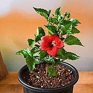 Buy China Rose online from Nurserylive at lowest price.