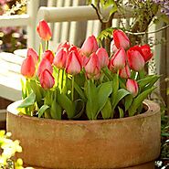 Buy Tulip Flower Bulbs online from Nurserylive at lowest price.