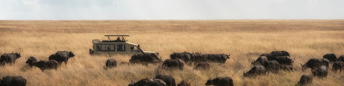 Listly 5 must see national parks and reserves in east africa where wildlife reigns supreme headline
