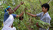 Drumstick Tree: A Green Symphony of Nutrition and Sustainable Abundanc – Grow Billion Trees