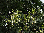 Indian Cork Tree: Nature’s Gift of Resilience and Versatility – Grow Billion Trees