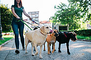 5 Benefits Of Hiring Professional Dog Walking Services