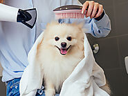 Dog Grooming and Cat Grooming at Home Expert Services in Mumbai - Pet Grooming