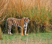 Golden Triangle Tour With Ranthambore - Private Tour Guide India