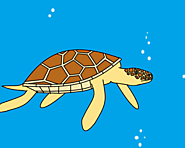 Mořské želvy - Tackk