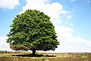 Website at https://growbilliontrees.com/blogs/tree-stories/pomegranate-tree-in-agroforestry-practices