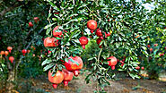 Pomegranate Tree: In Agroforestry Practices – Grow Billion Trees