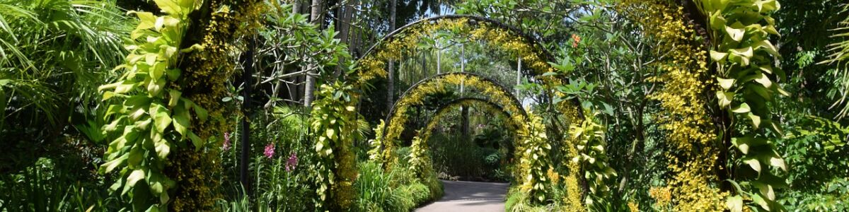 Top 10 Reasons Why You Should Visit The Singapore Botanic Gardens