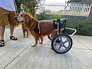 Dog Wheelchairs and Carts - Canine PT and Me