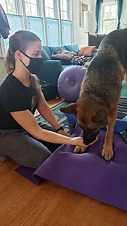 Building Confidence through Therapy - Canine PT and Me