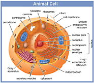 Cell Definition